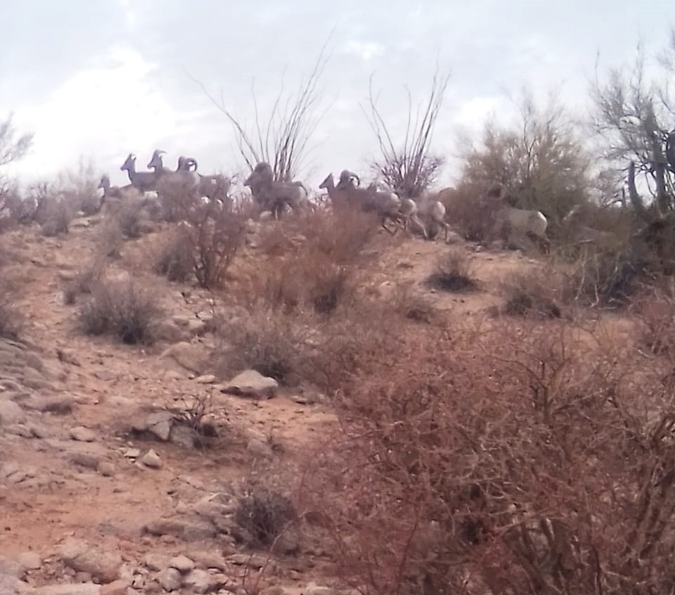 Exitosa la introducción de borrego cimarrón en la sierra: Celida López